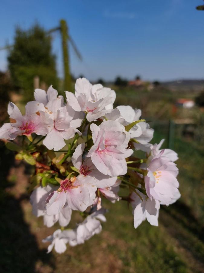 La Collina Delle Acacie Bed & Breakfast Grumolo Pedemonte Luaran gambar